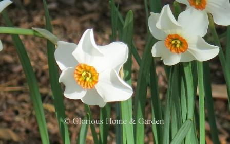 Narcissus 'Vienna Woods'