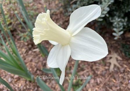 Narcissus 'Watch Up' is an example of the Division 1 Trumpet class.  The large flower is held erect  on sturdy stems.  The white perianth presents the long, flared trumpet with style.  The trumpet opens yellow then fades to ivory and then white. And unlike some, it looks up at you.  Long-lasting.