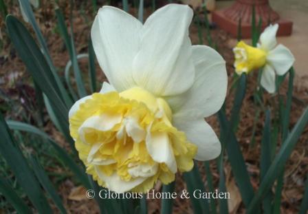 Narcissus 'Wave'