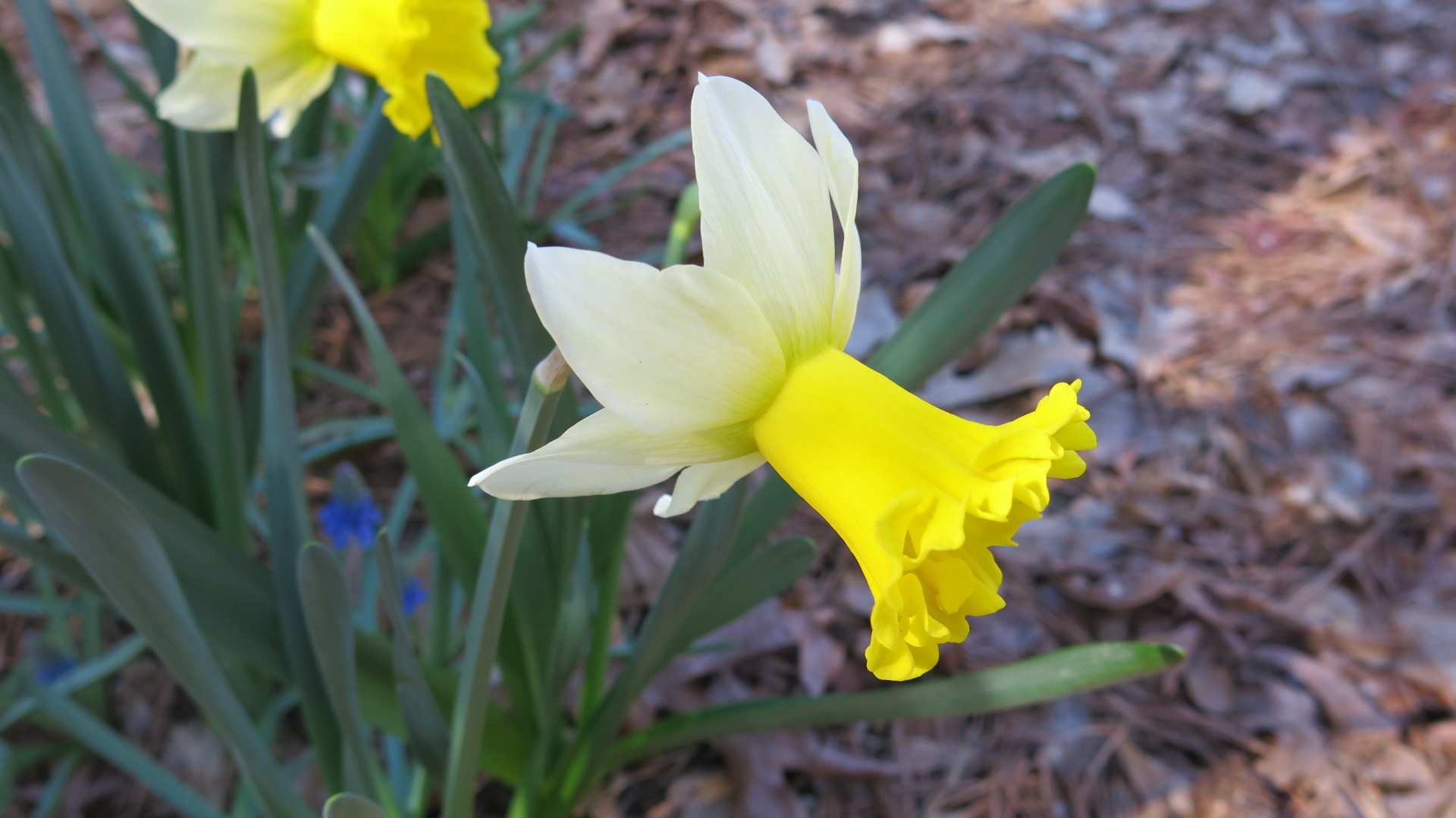 Narcissus 'Wisley' is an example of the Division 6 Cyclamineus class with white perianth and yellow trumpet.