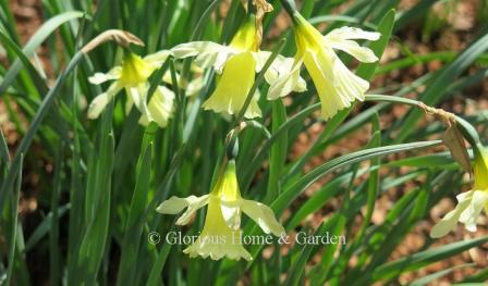 Narcissus 'W. P. Milner' is an example of a Division 1, Trumpet class. This heirloom daffodil predates 1809.  Its nodding trumpets start out soft yellow and fade to white.