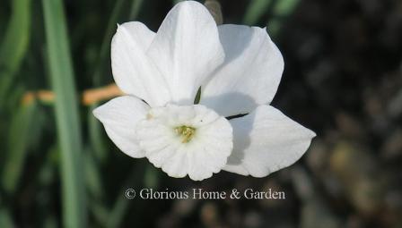 Narcissus 'Xit' is in the Division 3, Small-Cupped Class.  It is miniature in size, about 4-6", in pure white with a greenish eye.