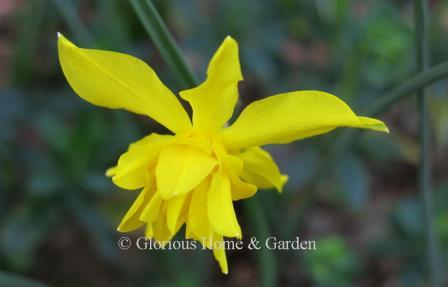 Narcissus x odorus 'Plenus' is an example of the Division 13 Species class with yellow flowers also known as Queen Anne's double daffodil or the double campernelle.