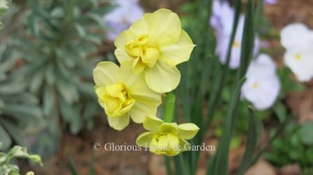 Narcissus 'Yellow Cheerfulness' is an example of the Division 4 Double class. It has multiple small double yellow flowers per stem.