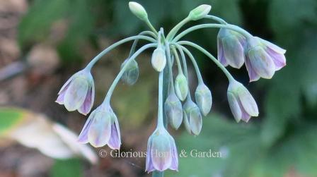 Nectaroscordum siculum, Sicilian honey garlic or honey bells, is a charming spring bulb that sends up tall stalks of about 2-3’ before splitting a papery sheath to release an umbrella of little purple, green and cream pendant bells.  The foliage is strappy and smells of garlic when crushed.