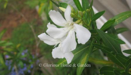 Nerium oleander