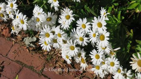 Nipponanthemum nipponicum, known as Nippon or Montauk daisy, has attractive foliage that is topped with large, white daisy-like flowers with greenish-yellow centers in late fall.