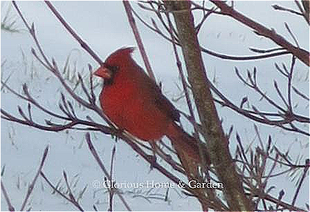 With his bright red plumage, the male Northern Cardinal really stands out in the winter landscape.