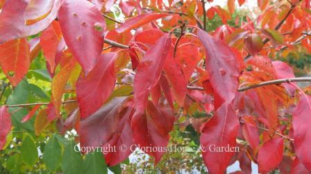 Nyssa sylvatica 'Big Momma'