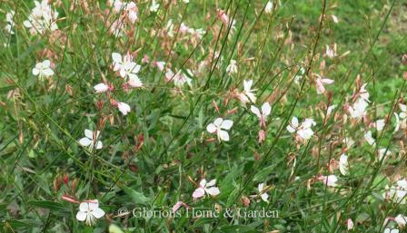 Oenothera lindheimeri