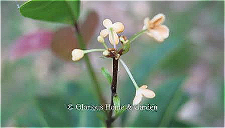Osmanthus fragrans 'Apricot Echo' has soft apricot flowers that bloom in the autumn and repeat intermittently in the winter and spring.