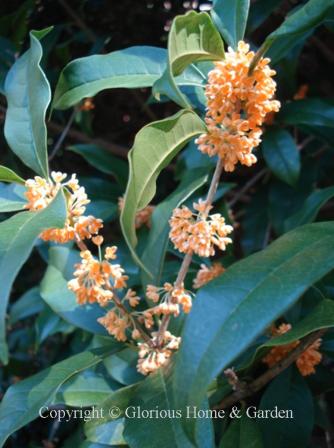 Osmanthus fragrans f. aurantiacus