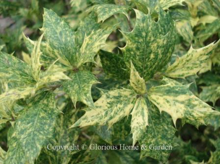 Osmanthus heterophyllus 'Goshiki'