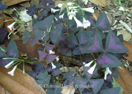 Oxalis regnellii 'Atropurpurea'