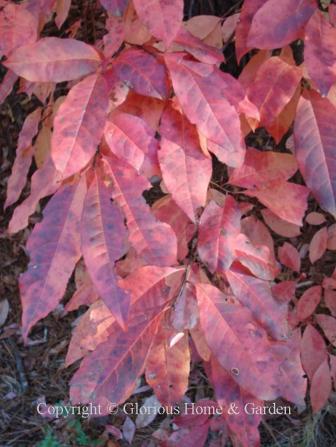 Oxydendrum arboreum