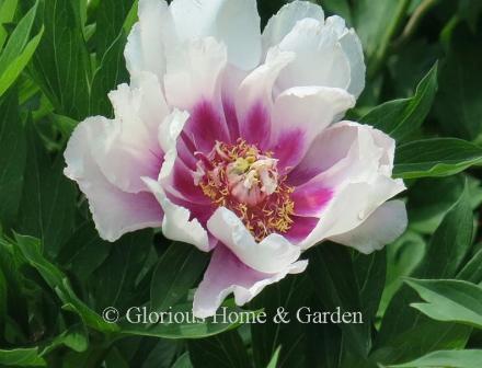 Paeonia x 'Cora Louise' is a semi-double white with dark lavender flares