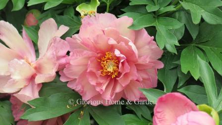 Paeonia x 'Keiko' (also known as 'Pink Double Dandy' is an intersectional or Itoh peony with gorgeous semi-double to double flowers of cream, lavender and rose on sturdy stems.