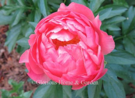 Paeonia lactiflora 'Coral Charm'