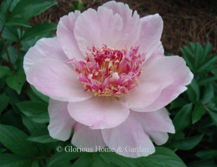 Paeonia lactiflora 'Do Tell'