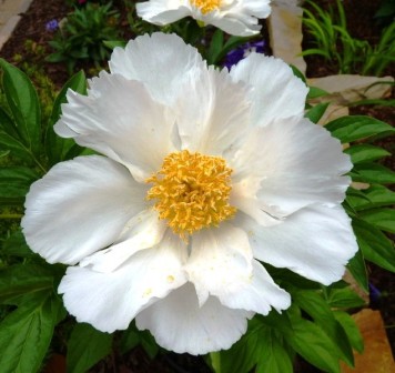 Paeonia lactiflora 'Krinkled White'