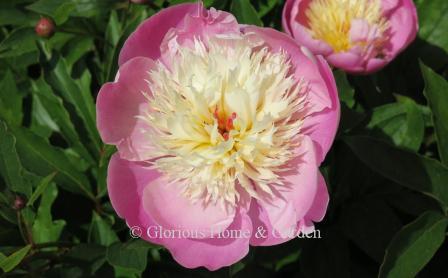 Paeonia lactiflora 'Bowl of Beauty'