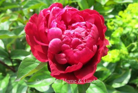 Paeonia lactiflora 'Madame Gaudichau'