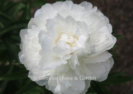 Paeonia lactiflora 'My Love'