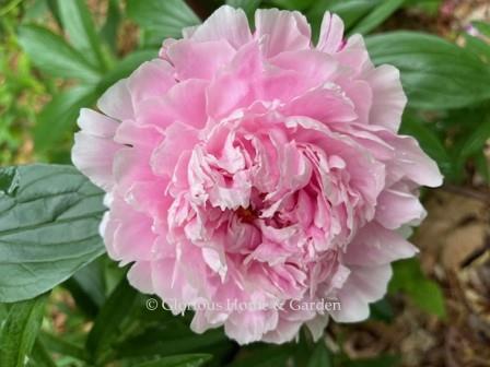 Paeonia lactiflora 'Myrtle Gentry'