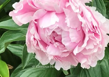 Paeonia lactiflora 'Pillow Talk'