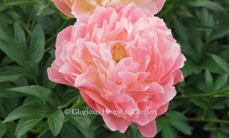Paeonia lactiflora 'Pink Hawaiian Coral'