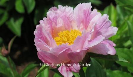 Paeonia lactiflora 'Pink Luau'