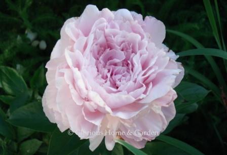 Paeonia lactiflora 'Pink Partait'