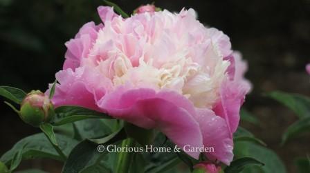 Paeonia lactiflora 'She's My Star'