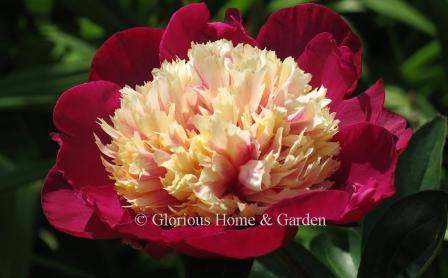 Paeonia lactiflora 'White Cap'--dark reddish-purple outer petals contrast with a fluffy center of raspberry and ivory petaloids that mature to white