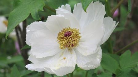 Paeonia ostii