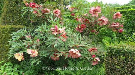 Paeonia suffruticosa