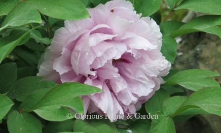 Paeonia suffruticosa 'Blue Sapphire'