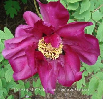 Paeonia suffruticosa