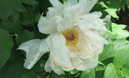 Paeonia suffruticosa 'Ten'i'