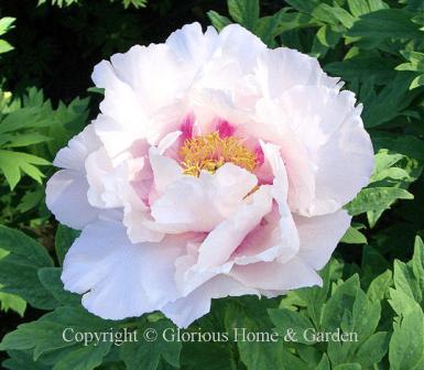 Paeonia suffruticosa, tree peony