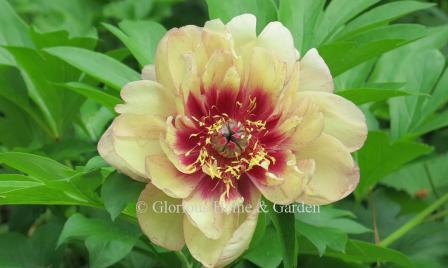 Paeonia x 'All That Jazz'