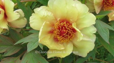 Paeoia x 'Argosy'