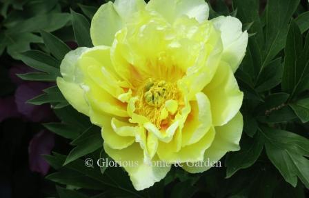 Paeonia x 'Bartzella