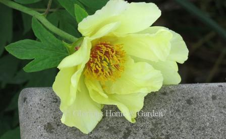 Paeonia x 'Goldfinch'