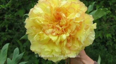 Paeonia x lemoinei 'Chromatella'