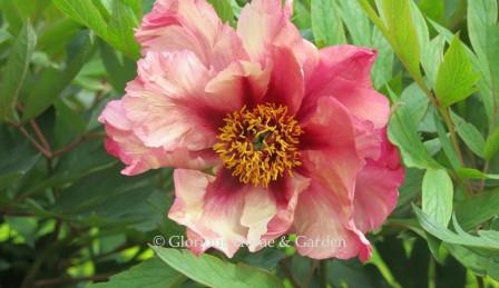 Paeonia x 'Madame Louis Henry'