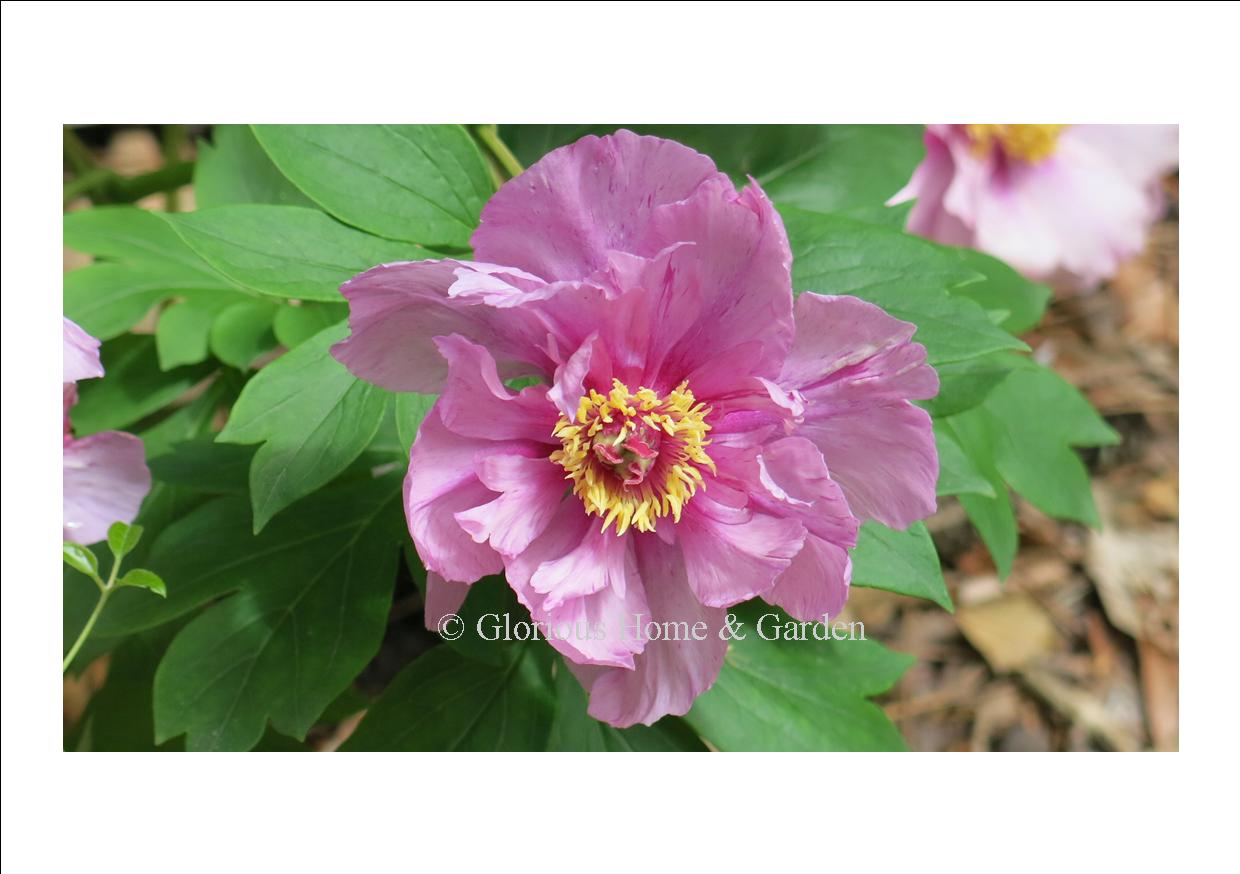 Paeonia x 'Sonoma Amethyst'