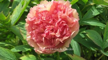 Paeonia x 'Surprise'