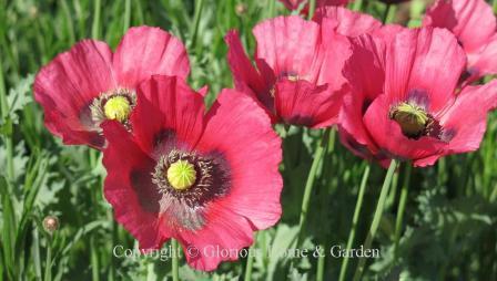 Papaver orientale