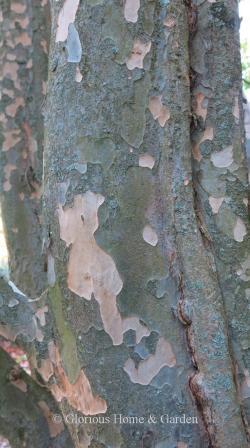 Parrotia persica